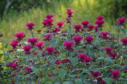 Bee Balm