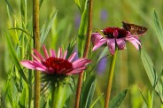 Coneflower