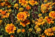 Coreopsis