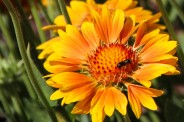 Coreopsis closeup