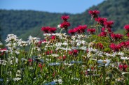 Daisies and Bee Balm
