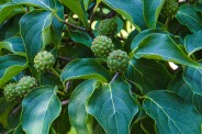 Asian dogwood
