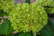 Hydrangea