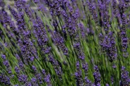 Purple Grass