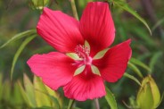 Red Hibiscus