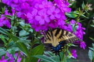 Swallowtail butterfly
