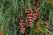 White Pine