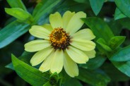 Zinnia
