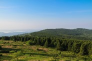 Black Balsam forest