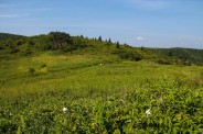 Ivestor Gap