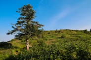 Lone balsam