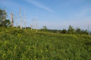 Bleached trees