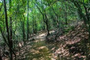 Mountain laurel