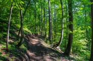 Pisgah National Forest