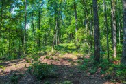 Bracken Mountain summit