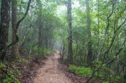 Misty morning trail