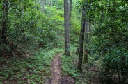 Fern lined trail