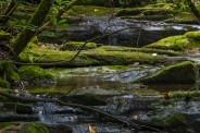 Mossy creek