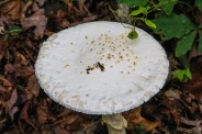 Go ask Alice