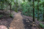 Wood chips on the trail