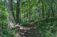 Old growth forest