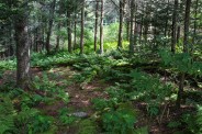 Summit foliage