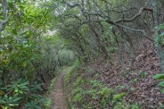 Curve in the trail