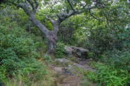 Gnarly old tree