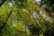 Trail canopy