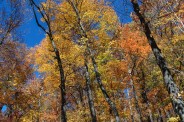 Colorful forest and sky
