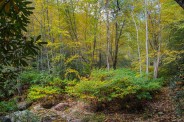 Fall color