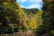 Falling leaves