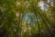 Trail canopy