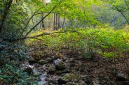 Along Wilson Creek Trail