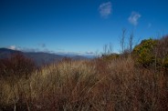 On the Blueberry Trail