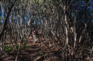 Rhododendron jungle