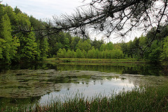 Allen Branch Pond