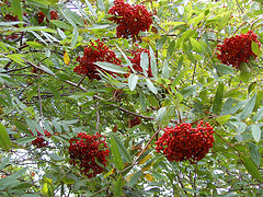 Mountain Ash Berries
