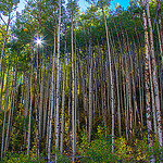 Aspen Sunglow