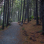 Black Balsam Spruce Forest