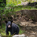 Black Bear Cub