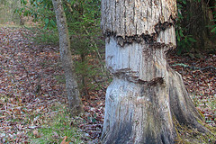 Tree Survives Beaver Attack