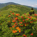 Bicolor Azalea on Grassy Ridge