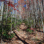 Birch Saplings Line Pilot Rock Trail