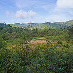 Graveyard Fields Bog Area