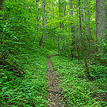 Dense Forest Boogerman Trail