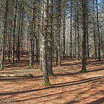 Pine Forest on Cat Gap Trail