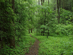 Chestnut Branch Trail