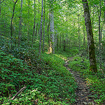 Climbing Caldwell Fork Trail Above Cataloochee