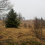 Grassy Bald on Fork Ridge